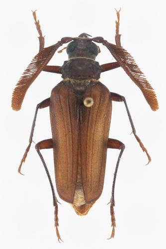 Polyarthron pectinicorne